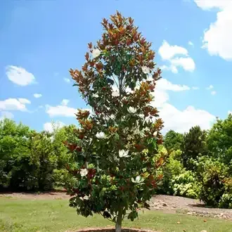 Rosehill Palms Top 10 Most Popular Trees - Southern Magnolia