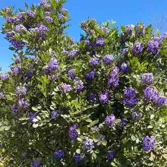 Rosehill Palms Top 10 Most Popular Trees - Texas Mountain Laurel