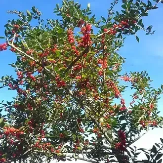 Rosehill Palms Top 10 Most Popular Trees - Yaupon Holly Tree