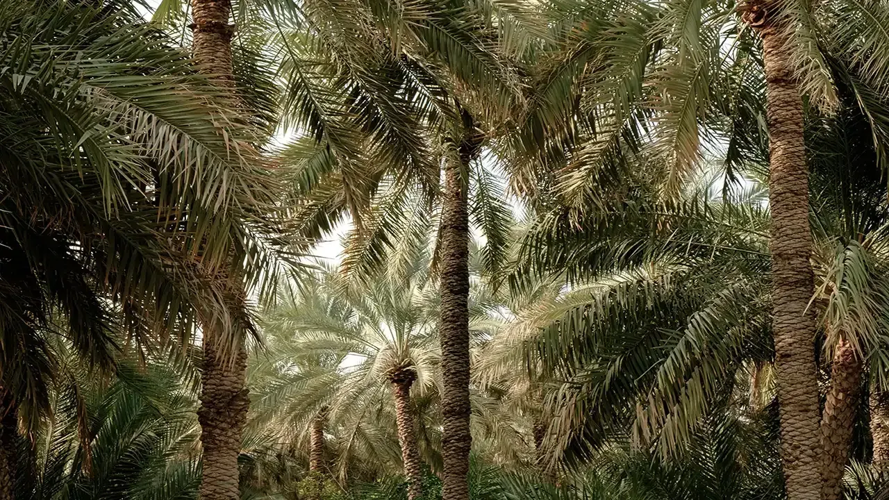 Palm trees in an orchard, with brown trunks and green fronds, in a sunny outdoor setting.