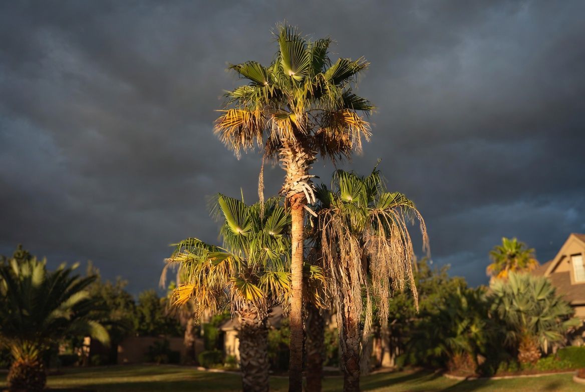 Why Are My Palm Trees Dying? Signs Your Palms Are in Decline blog image