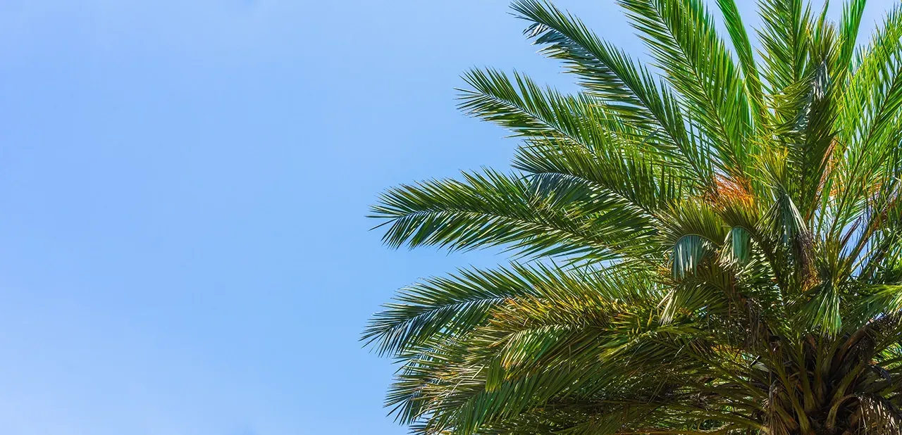 Why Palm Trees in Houston Need Year-Round Care blog