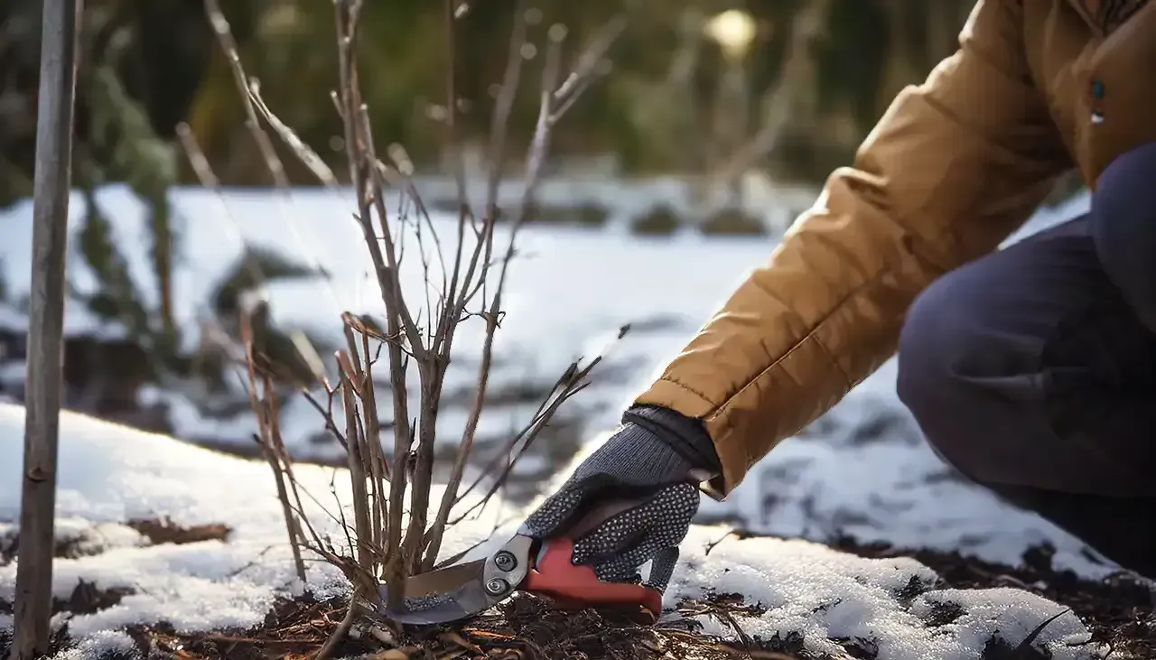 Winter Gardening: In-Depth Guide to Pruning Plants post image