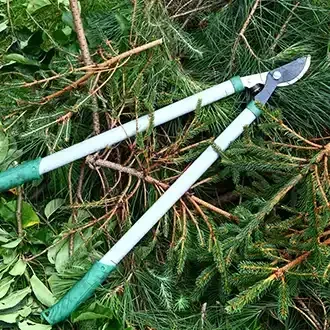 Rosehill Palms Winter Gardening - Loopers