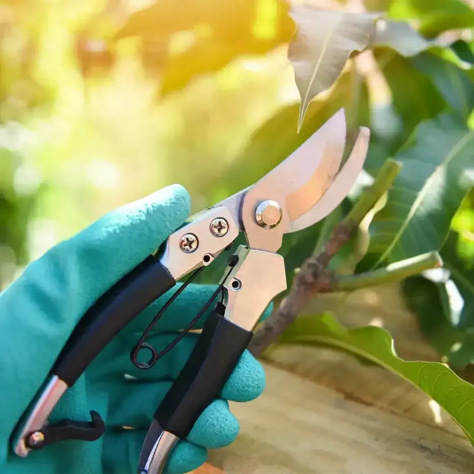 Rosehill Palms Winter Gardening - Bypass Pruners