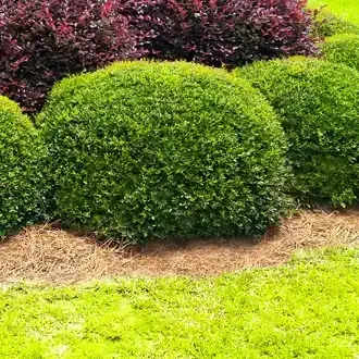 Rosehill Palms - The Best Native Plants for Houston Landscaping
 - Yaupon Holly