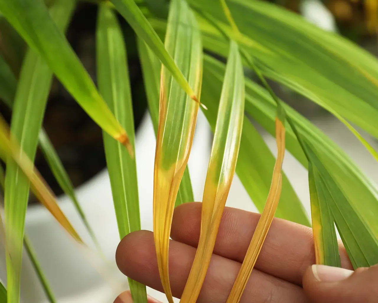 A hand holds palm leaves with yellowing edges, indicating plant health issues.