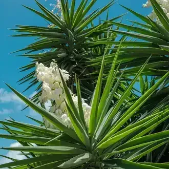 Rosehill Palms - How to Grow and Care for Yucca Plants - Yucca aloifolia