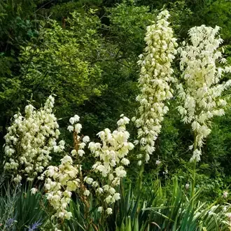 Rosehill Palms - How to Grow and Care for Yucca Plants - Yucca filamentosa