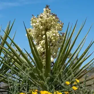 Rosehill Palms - How to Grow and Care for Yucca Plants - Yucca Gloriosa