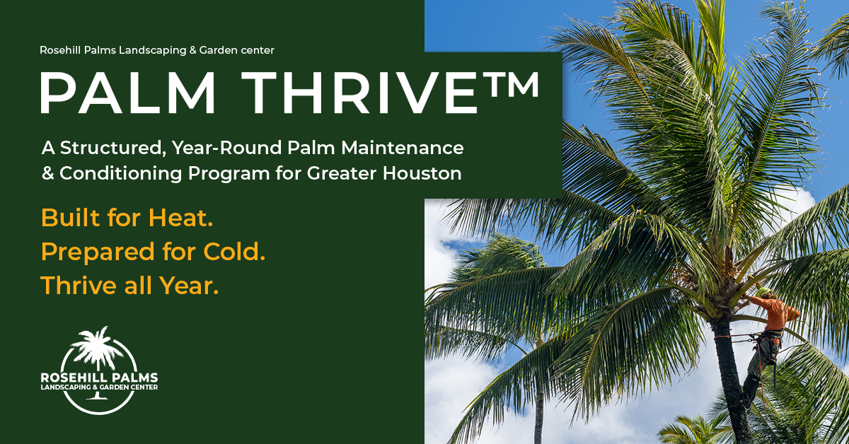 Advertisement for Palm Thrive palm tree maintenance in Houston, featuring a worker trimming a tall palm tree.