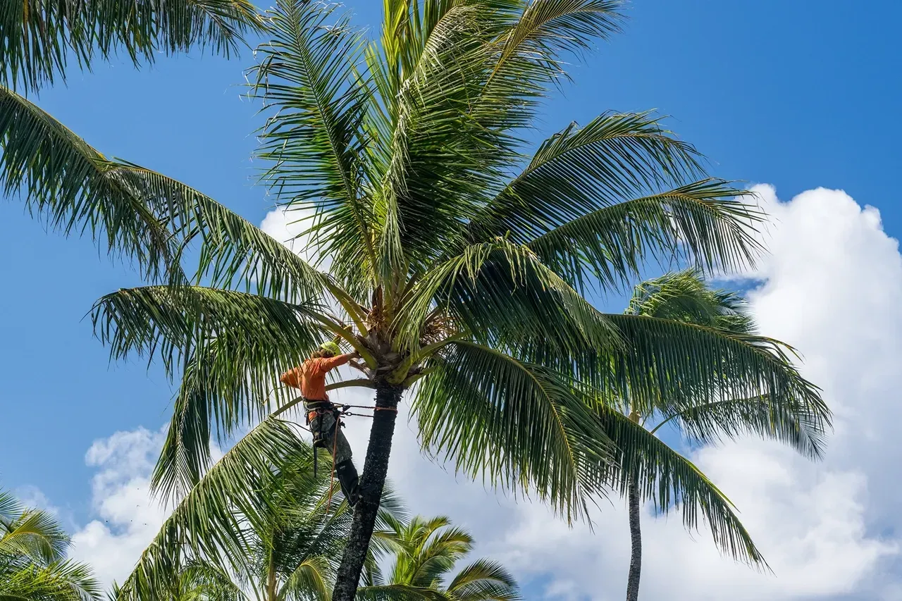 Palm Thrive press release image