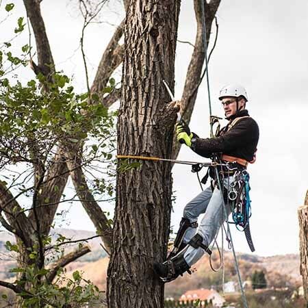 Lumberjack Pruning a Tree in Action — Tree Care Services in New Braunfels, TX