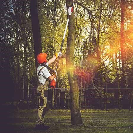 Man About to Cut a Tree — Tree Care Services in New Braunfels, TX
