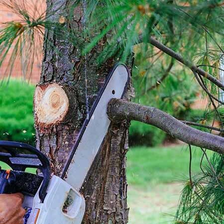 Man Cutting a Tree Branch — Tree Care Services in New Braunfels, TX