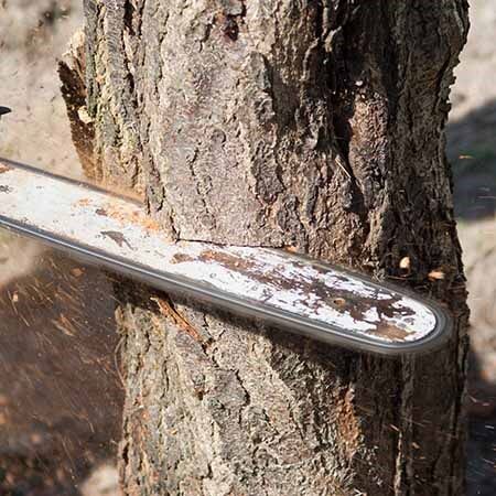 Man Cutting a Tree Down — Tree Care Services in New Braunfels, TX
