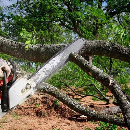 Man Using Chainsaw to Cut the Tree — Tree Care Services in New Braunfels, TX