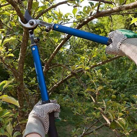Man Using Pruning Shears to Prune a Tree — Tree Care Services in New Braunfels, TX