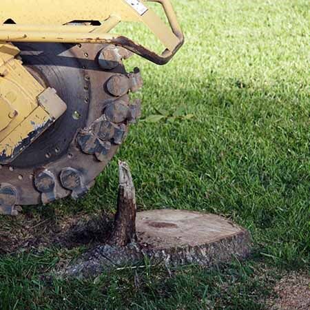 Stump Grinder in Action — Tree Care Services in New Braunfels, TX