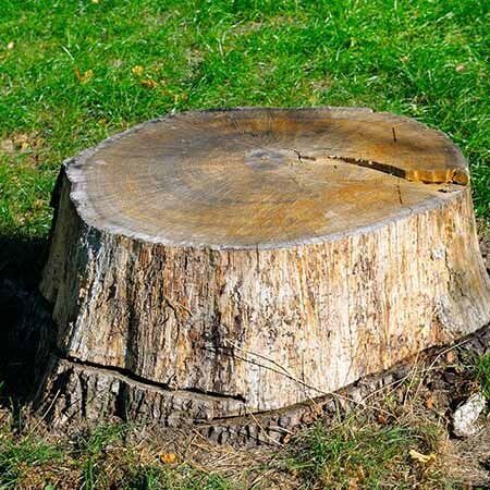 Tree Stump — Tree Care Services in New Braunfels, TX