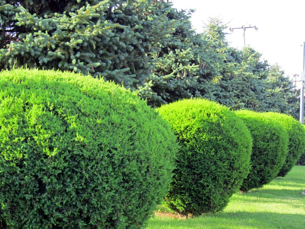A row of neatly trimmed, rounded green bushes stands in front of a line of tall evergreen trees on a grassy lawn.
