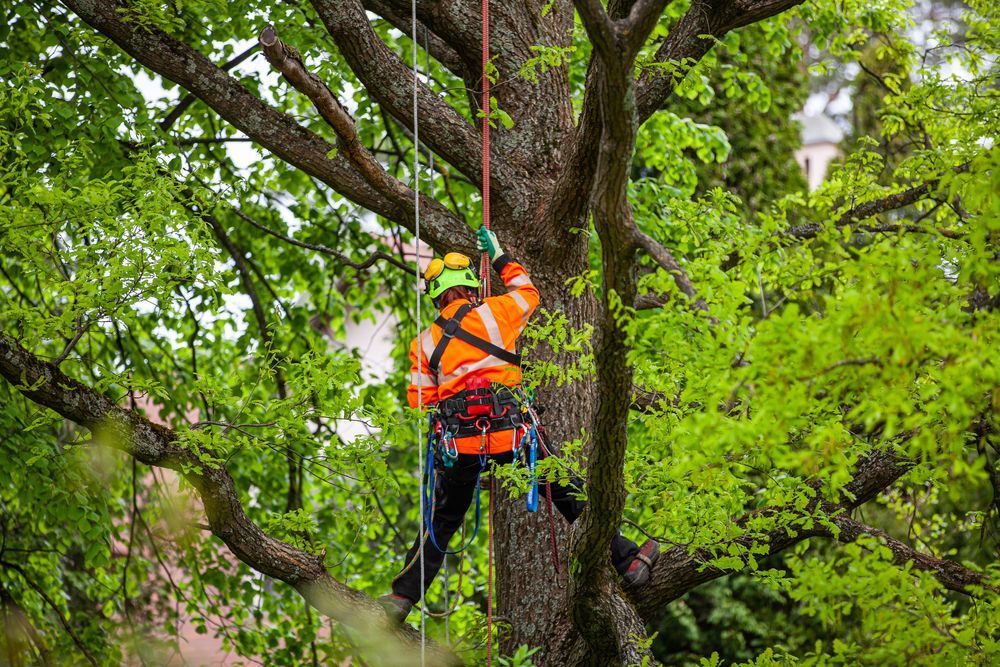 A tree climber in a high-visibility orange jacket and safety helmet rappels down a lush, green tree.
