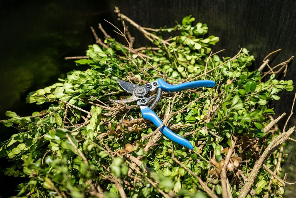 Blue pruning shears resting on a pile of freshly cut green shrub trimmings.