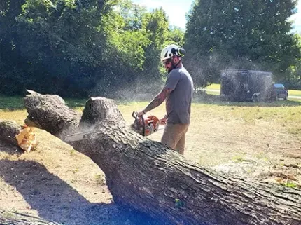 A Bobcat skid-steer is planting a palm tree. A worker in an orange shirt is helping position the tree.