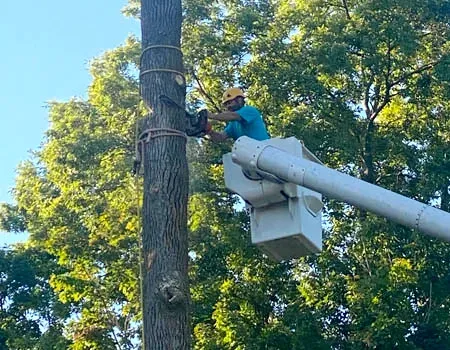 A worker wearing a yellow hard hat and blue shirt uses a chainsaw to cut a tree trunk from a raised bucket truck.