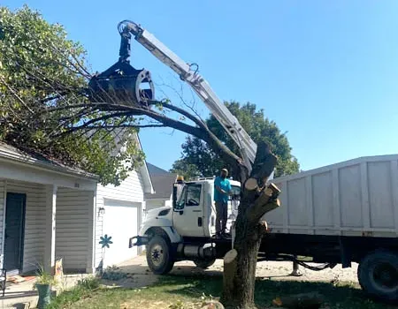 Crane trimming tree in front of a house, bright sunny day, orange cones on road.