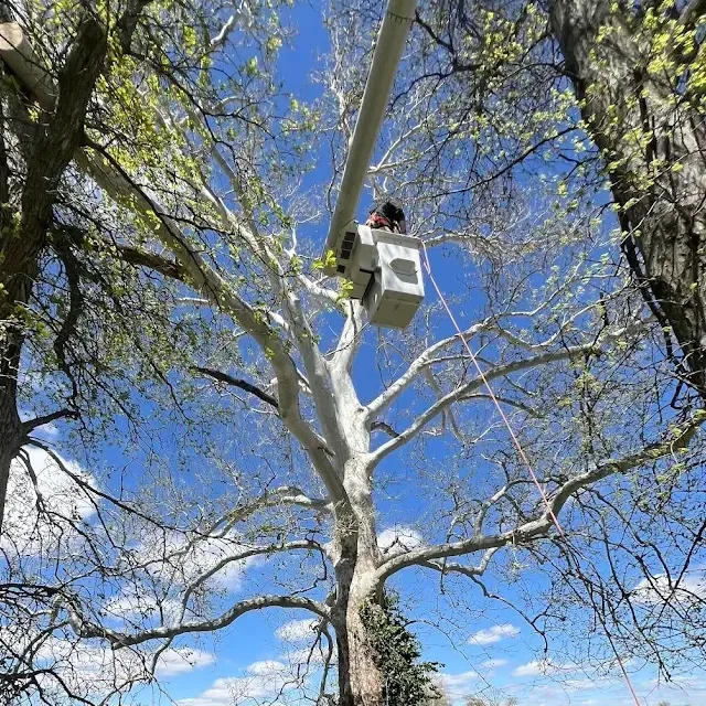 Arborist in orange work gear holding chainsaw, standing near building with another chainsaw and cone on the ground.