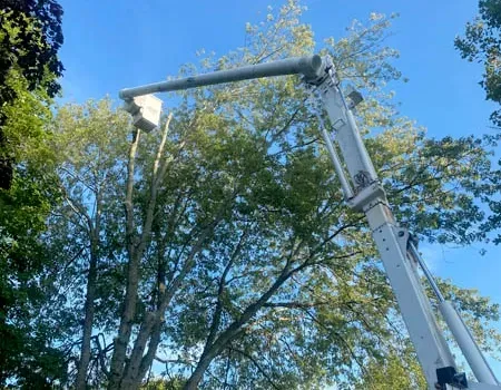 A white hydraulic bucket truck extending its arm high into the green canopy of a tree against a clear blue sky.