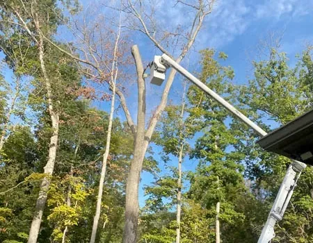 A bucket truck arm reaches toward the top of a tall, leafless tree amidst a forest on a sunny day.