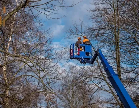 Two workers wearing hard hats stand in a blue aerial lift basket, trimming bare tree branches against a blue sky.