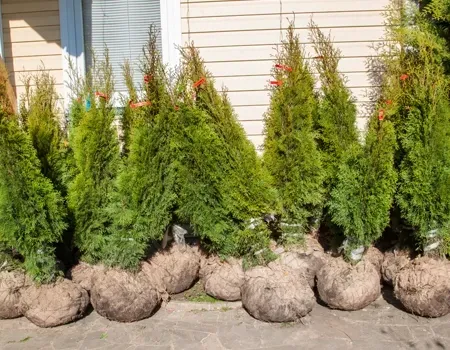 A row of potted evergreen trees with burlap-wrapped root balls lined up against a light-colored building.