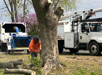 A small tractor lifts a palm tree trunk. Workers assist at the truck, outdoors.