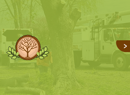 A man is cutting a tree with a chainsaw.