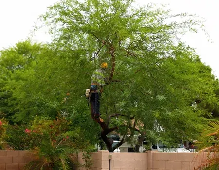 Tree worker in a red cherry picker trimming branches against a blue sky