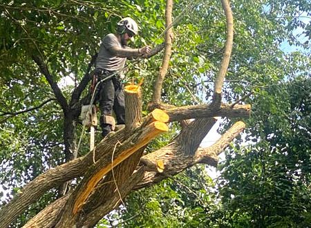 Stone steps lead up a lush garden with a waterfall, trees, and a blue pot.