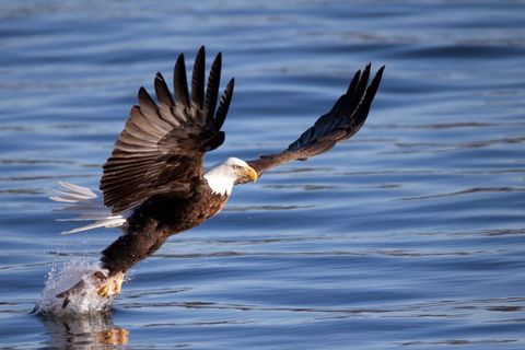 Bald eagle trying to capture fish from the Mississippi River