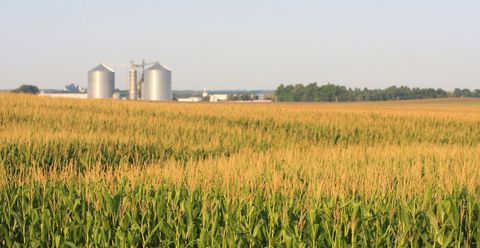 Iowa Cornfield with Grain Bins on the Horizon