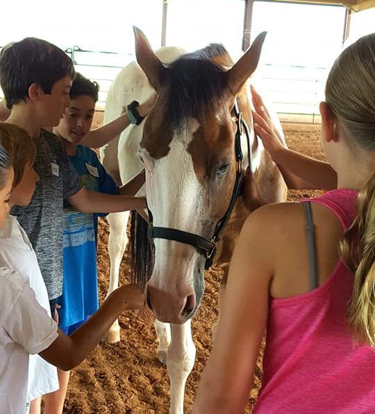 Group of Girls Looking at a Horse - Anna, TX - Spirit Song Youth Equestrian Academy