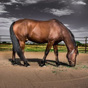 A brown horse is standing in a dirt field eating grass.