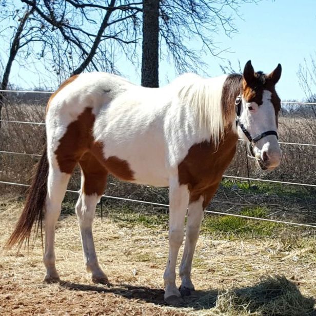 A brown and white horse standing in a field