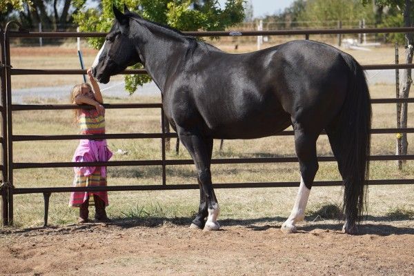 Group of Girls Looking at a Horse - Anna, TX - Spirit Song Youth Equestrian Academy