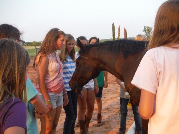 Group of Girls Looking at a Horse - Anna, TX - Spirit Song Youth Equestrian Academy