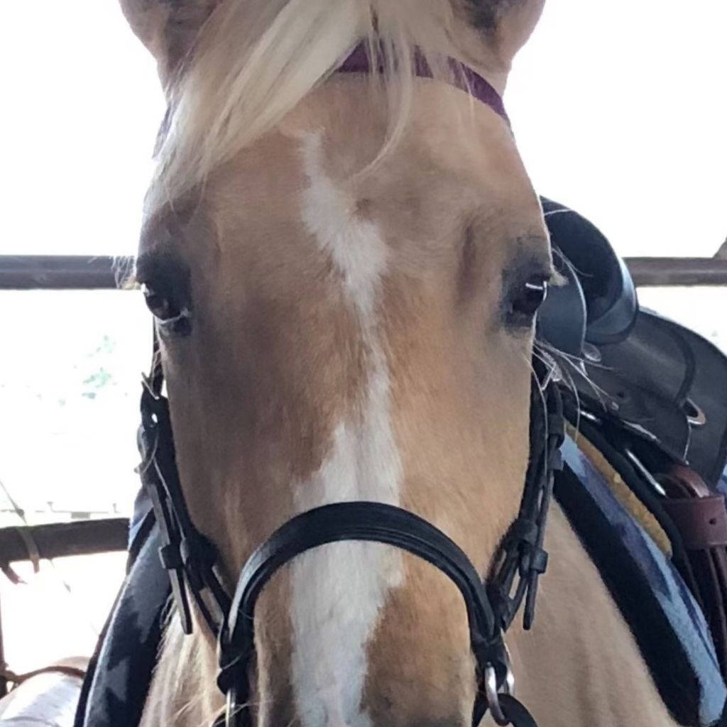 A close up of a horse wearing a bridle and saddle