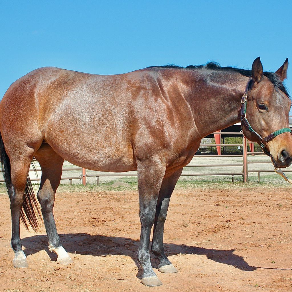 A brown horse is standing in a dirt field