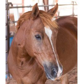 A brown horse with a white spot on its forehead is standing in a pen.