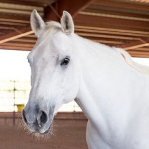 A close up of a white horse 's face in a stable